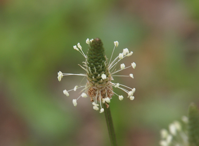 [The very top of the plant with thin white spikes tipped with white globs coming from the lower brown part of the center cone. The top part is green with thin white spikes starting to emanate from it. Unlike the prior photo, these white tipped spikes stick out in all directions rathter than in a concentrated area around the bottom of the spike.]
